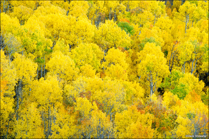 An aspen forest canopy in peak autumn color near Telluride, CO in the San Juan Mountains.