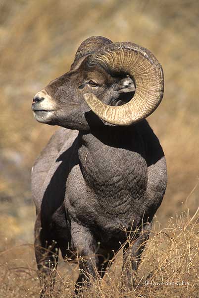 A bighorn (sheep) ram near Georgetown, one of the best places along the Front Range to view these majestic creatures. Ovis canadensis...