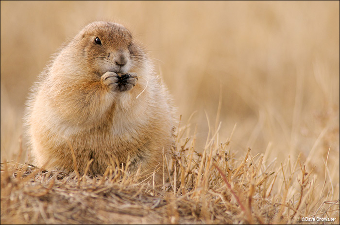 &nbsp;A very healthy-looking black-tailed prairie dog eats grass around his burrow in late autumn. All five species of prairie...