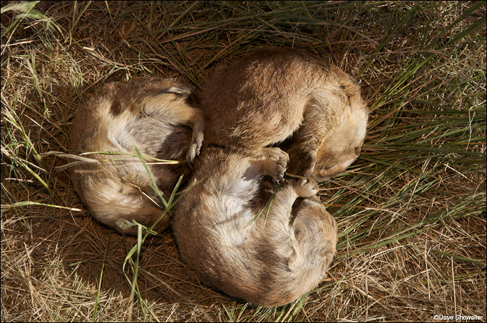 &nbsp;These black-tailed prairie dogs that suffocated during relocation were cause of concern in the relocation team, but turned...