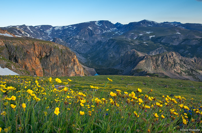 Redstem cinquefoil wildflowers color the alpine tundra bright yellow on Beartooth Pass.