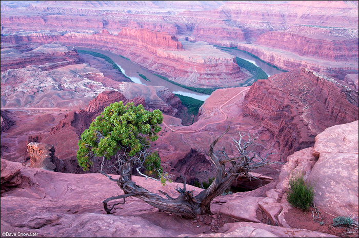 &nbsp;A Utah juniper clings to canyon's edge above a bend in the Green River. The image was made just before dawn.