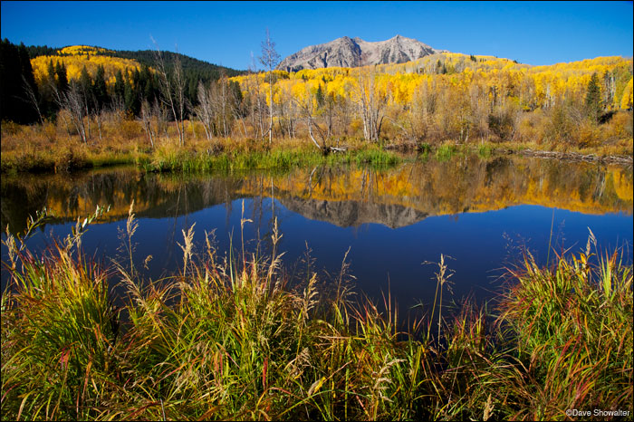 &nbsp;East Beckwith Mountain (12,432') and golden autumn aspen are reflected in a beaver pond on Kebler Pass. Kebler Pass is...