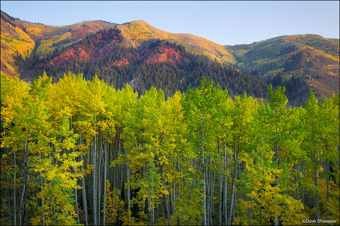 Aspen trees in various stages of gold approaching peak autumn color. The gold aspen on the ridge above East Snowmass Creek contrast...