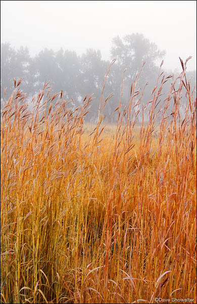 Colorful big bluestem, a native tallgrass species stand in contrast to cottonwood trees in fog. Recognizable by their "turkey...