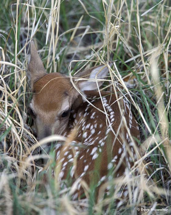A white-tail fawn, maybe three days old is hidden in spring grasses. Born scentless, this fawn will be able to outrun a coyote...
