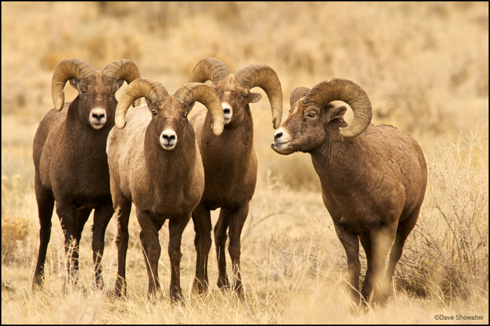 &nbsp;Bighorn rams during the autumn rut, or mating season. These rams had just finished a lengthy battle for the right to mate...