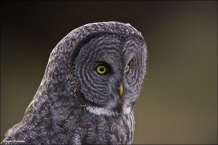 Great gray owls are uncommonly seen throughout the Greater Yellowstone Ecosystem. This particular owl was spotted outside of...