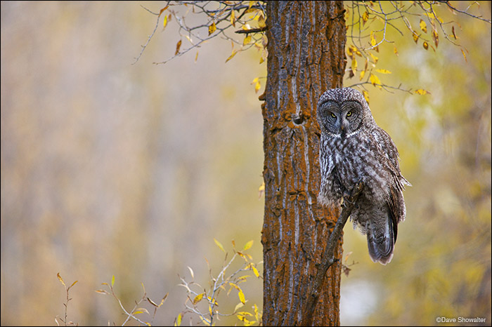 A great gray owl hunts with a backdrop of gold in Jackson hole. Great grays are our largest owl, standing as tall as 27". This...