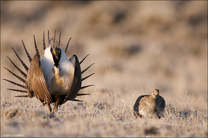 &nbsp;A male Greater sage grouse displays for a female during lekking, or mating season. Sage grouse carry on the elaborate mating...