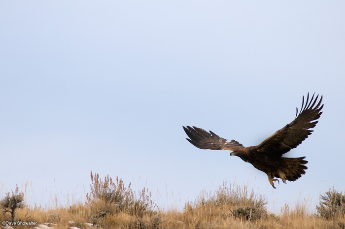 &nbsp;A golden eagle takes flight near Meeteetse, Wyoming. Golden eagles are quite common across the sagebrush ecosystem east...
