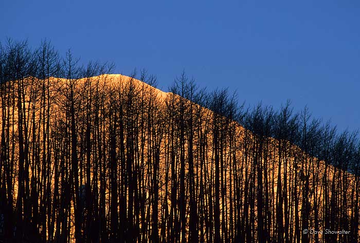 Sunrise lights Gothic Mountain, viewed throughed a silhouetted aspen glade.&nbsp;