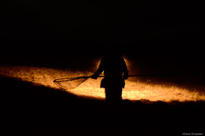 Jessica Divens of the Colorado Division of Wildlife sets out with a large net for Gunnison Sage-grouse trapping. The grouse are...