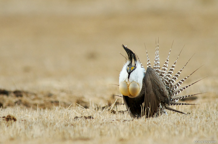 &nbsp;A male Gunnison Sage-grouse displays for a nearby female on private land near Gunnison, Colorado. Many of the imperiled...