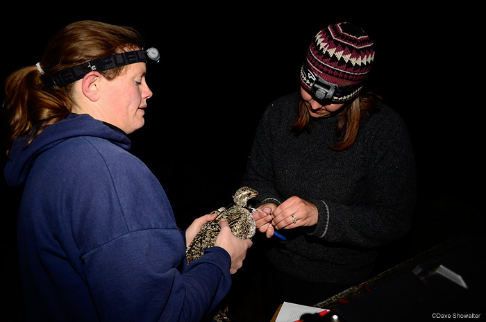 Jessica Divens and Brooke Palmer of the Colorado Division of Wildlife attach a telemetry collar to a female Gunnison Sage-grouse...
