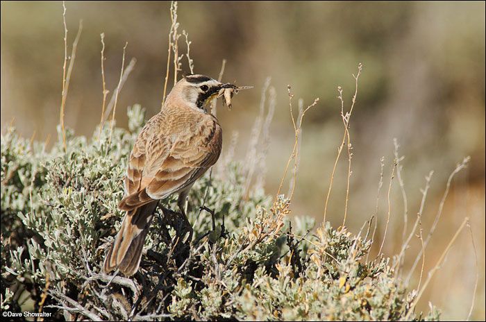 &nbsp;This horned lark appeared to be making a food delivery, so I made a few images and quickly moved on.&nbsp; Pinedale Mesa...