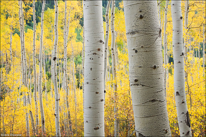 &nbsp;With sun setting on high peaks, the aspen forest along Independence Pass glows with autumn gold.&nbsp;