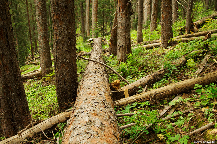 &nbsp;Dense spruce-pine forest on a misty day along the Kilpacker trail.&nbsp;