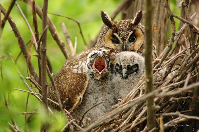 A female long-eared owl with two of her offspring on their nest in a dense thicket. These reclusive owls are seldom seen because...