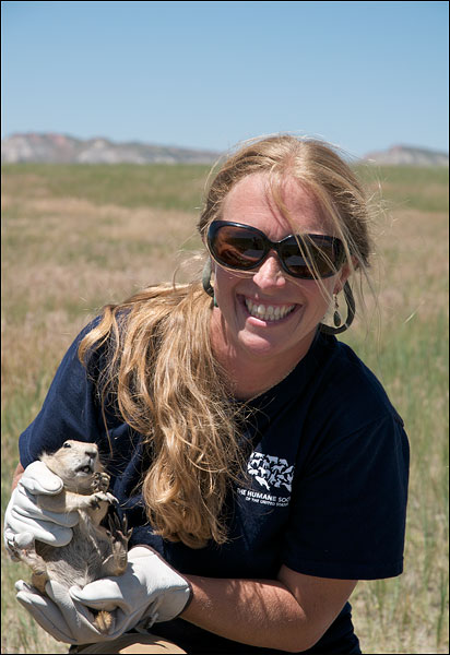&nbsp;Lindsey Sterling-Krank of HSUS displays a black-tailed prairie dog ready for release at the groundbreaking Thunder basin...