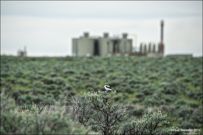 Loggerhead shrikes are a declining North American species that likes open prairie and sagebrush habitat. In the sage, they like...