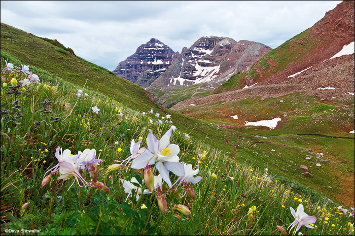 Columbine wildflowers and North Maroon Peak (14,014') below Willow Pass. The Colorado blue columbine is Colorado's state wildflower...