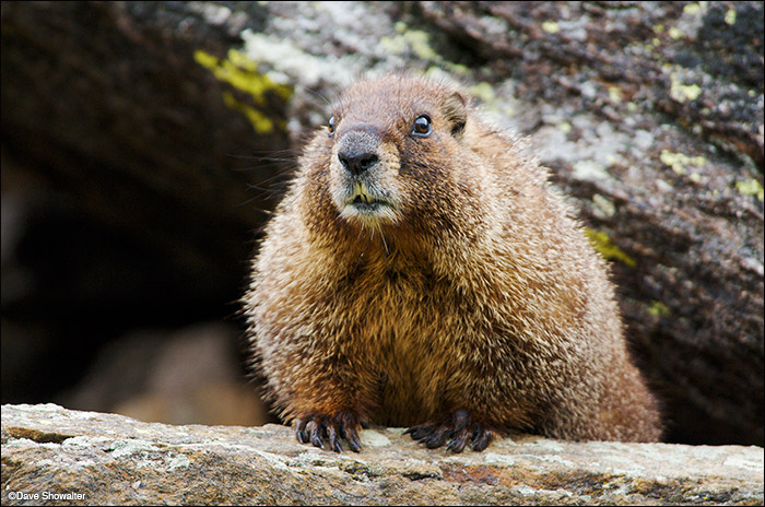 Curiosity gets the best of this adult yellow-bellied marmot, looking out from talus rocks abvove timberline. Sometimes called...