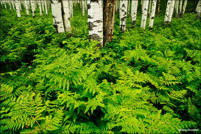 &nbsp;Late summer ferns are thigh-high in this aspen forest on top of McClure Pass. near the town of Marble.&nbsp;