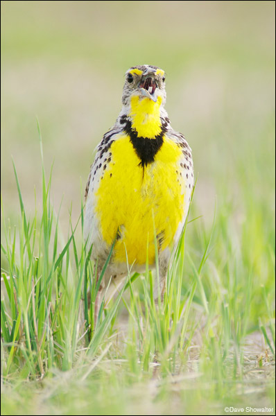 &nbsp;Western meadowlarks are often seen singing from perches above prairie grass - yucca, mulleins, and fenceposts. While sitting...