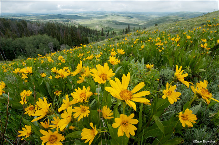 &nbsp;Balsamroot wildflowers provide a colorful foreground for Noble Basin, where the Upper Hoback River flows from the Wyoming...