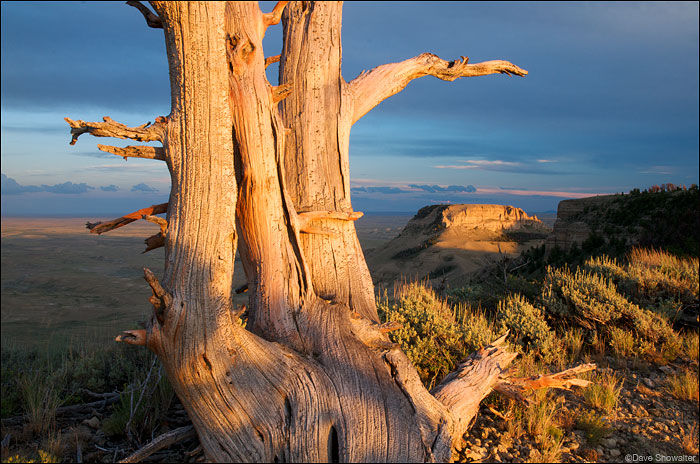 &nbsp;The last light of the day warms Atlantic Butte and a skelton tree on top of Pacific Butte in the Oregon Buttes Wilderness...