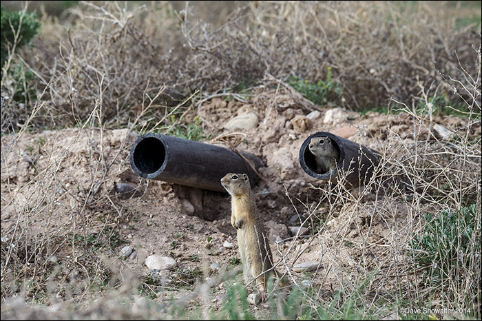 Many small rodents thrive in disturbed habitat. These Wyoming ground squirrels have made a home in an exposed pipe near a drilling...