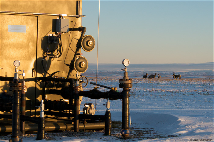 &nbsp;A mule deer herd contrasts with industrial natural gas equipment on Pinedale Mesa. The Pinedale Mesa mule deer herd uses...