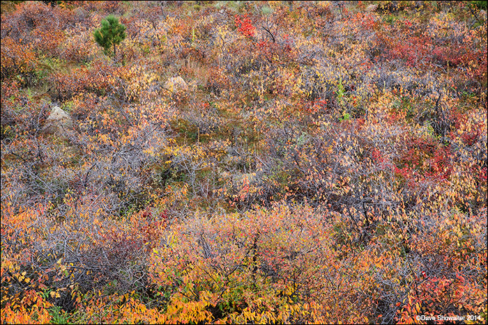 Woody vegetation catches fire with autumn color beneath the foothills.&nbsp;