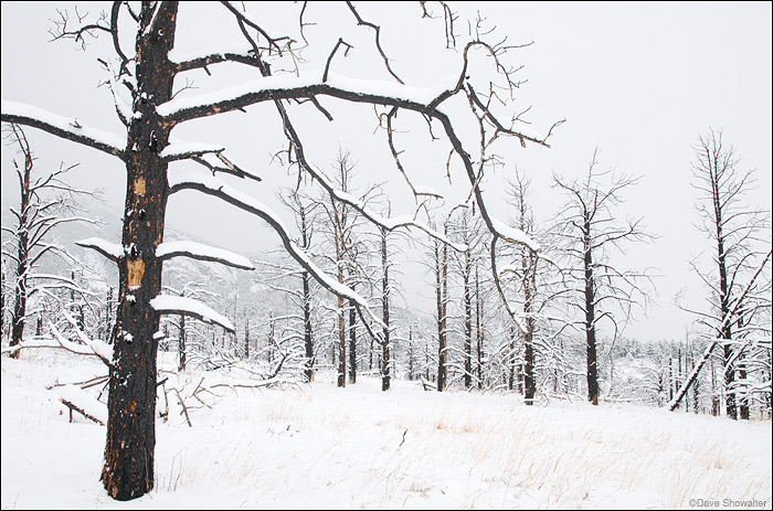 &nbsp;Skeletons in a burned pine forest stand in stark contrast to the snow scene in ponderosa savannah. Fire is an important...