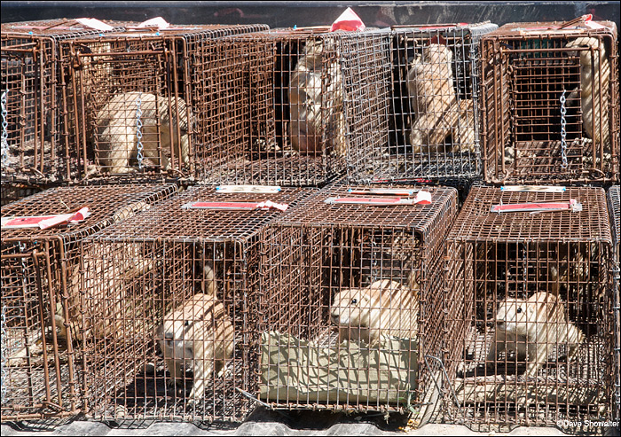 &nbsp;Prairie dogs are trapped and quickly loaded into a pickup for transfer to the relocation site. This relocation was the...