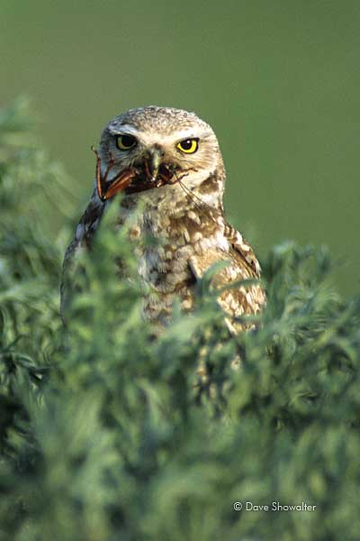 A male burrowing owl pauses before making a food delivery to young in the natal burrow. Males are easily distinguished from females...