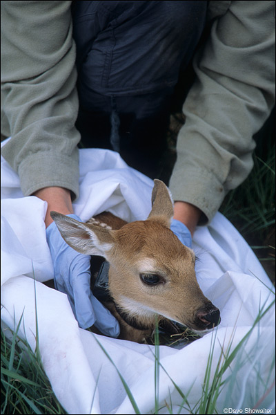 &nbsp;A newly-collared fawn is readied for release by an RMA biologist. Gloves are worn to avoid transferring human scent to...