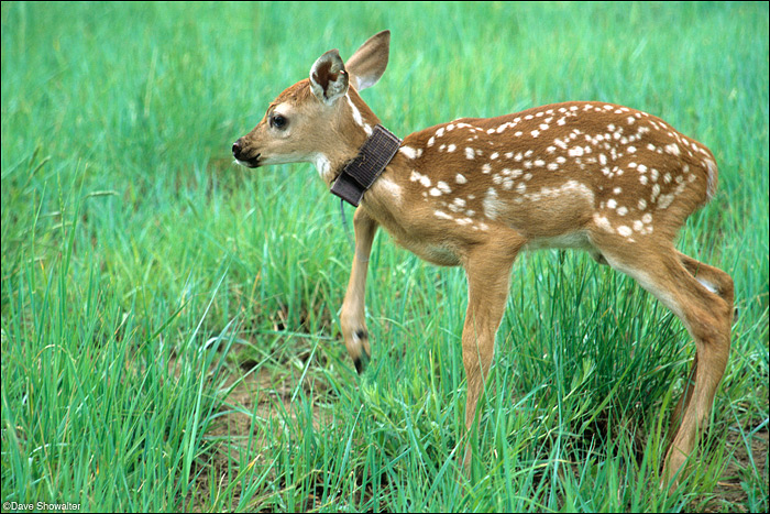 &nbsp;Just released after collaring, a white-tailed deer fawn gains his balance and makes an unsteady escape. The collaring study...