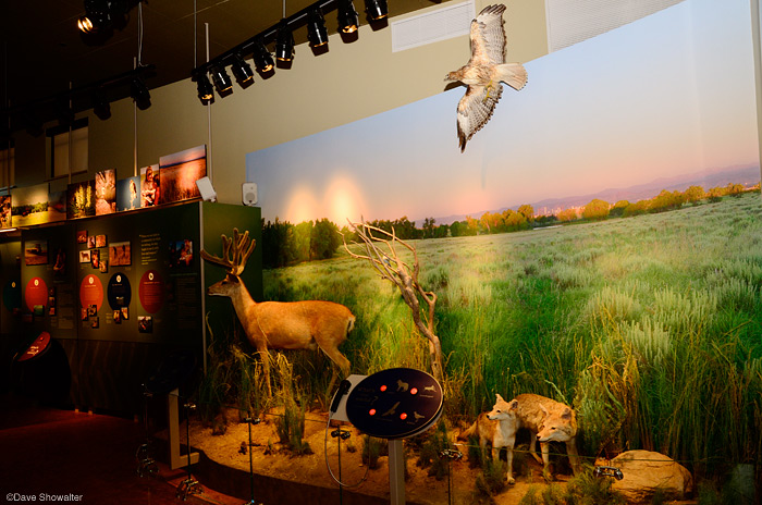 &nbsp;I was commissioned to make this large summer diorama for the new LEED Gold visitor center at Rocky Mountain Arsenal NWR...