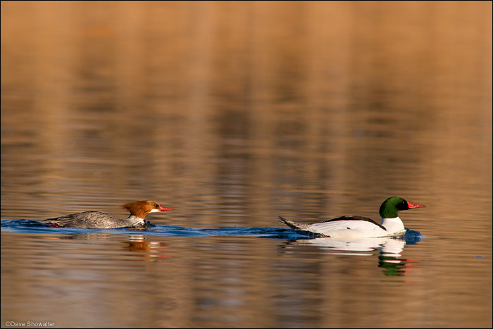 &nbsp;A male common merganser leads the female in a meandering trip around Lake Derby. Mergansers are fish-eating diving ducks...