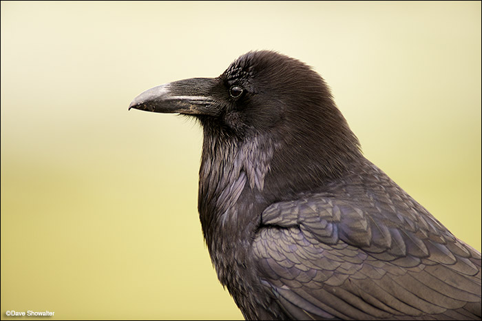 This common raven posed for a tight portrait only because he's a beggar experienced in human interactions. Nevertheless, ravens...