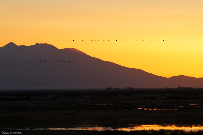 Greater Sandhill Cranes lift off at sunrise en-route to feeding grounds. Blanca Peak and Little Bear Peak provide a gorgeous...