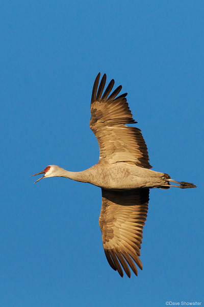 &nbsp;A Greater sandhill crane banks in mid-flight near Monte Vista National Wildlife Refuge. Roughly 27,000 of the 80,000 bird...