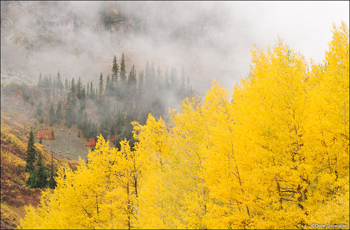 &nbsp;Brilliant autumn aspen trees in peak color contrast with low clouds draped across a mountainside near Silverton. Colorado...