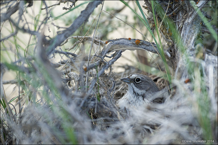 A female sagebrush sparrow broods, rocking on her nest with nestlings underneath. This nest site was a mile or two away from...