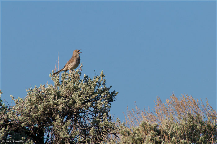 &nbsp;From high on his sagebrush perch, a sage thrasher sings his unmistakable song. Sage thrashers are sagebrush obligates in...