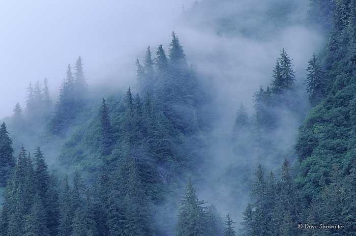 Fog drifts through dense forest in Tongass National Forest.