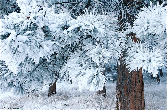 &nbsp;A thick coat of snow and hoar frost covers every needle and branch of north-facing ponderosa pine. Snow is usually short...