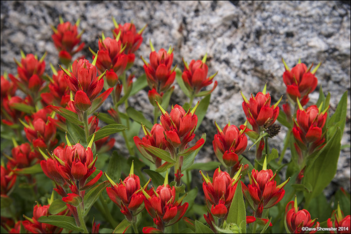 Ruby red Indian paintbrush contrasts with granite in the Cirque Of The Towers region of the Wind River Range.